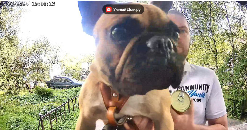 А Шарик выйдет?