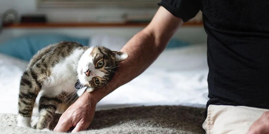 Удивительные знаки благодарности от вашей кошки: вы их замечали?