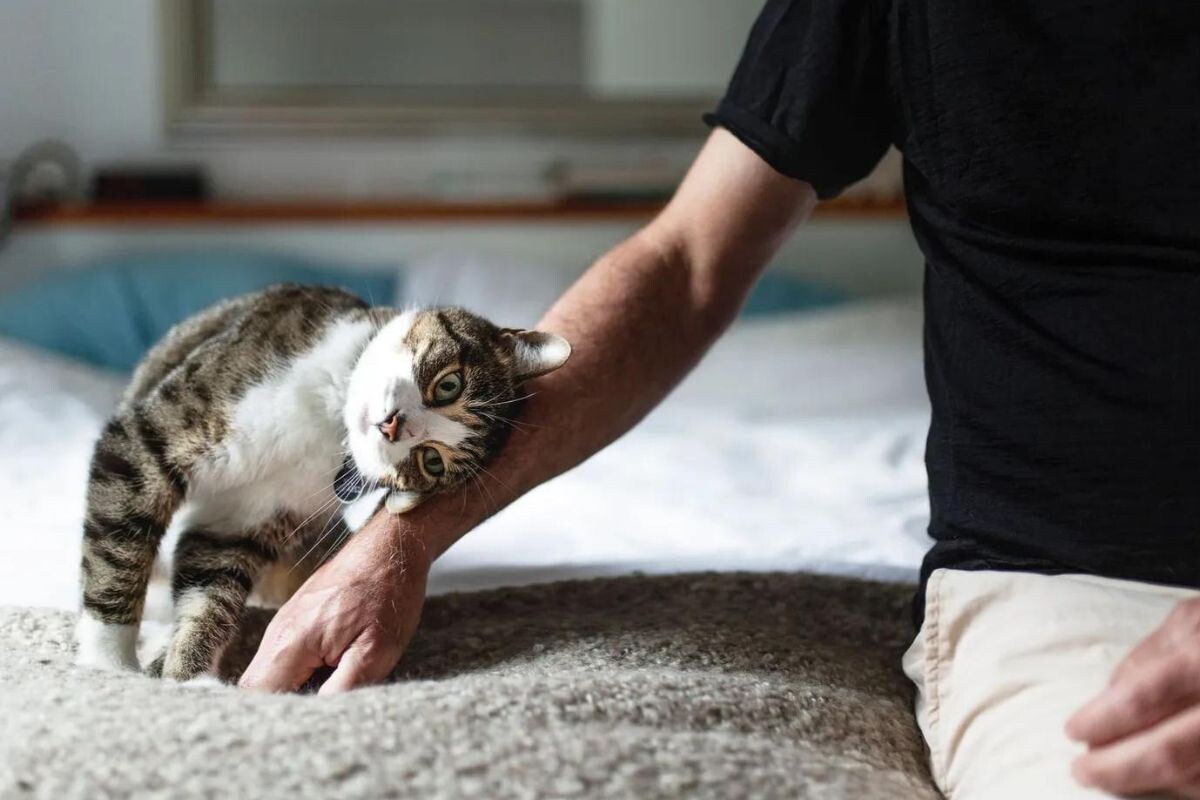 Кошка "бодается"