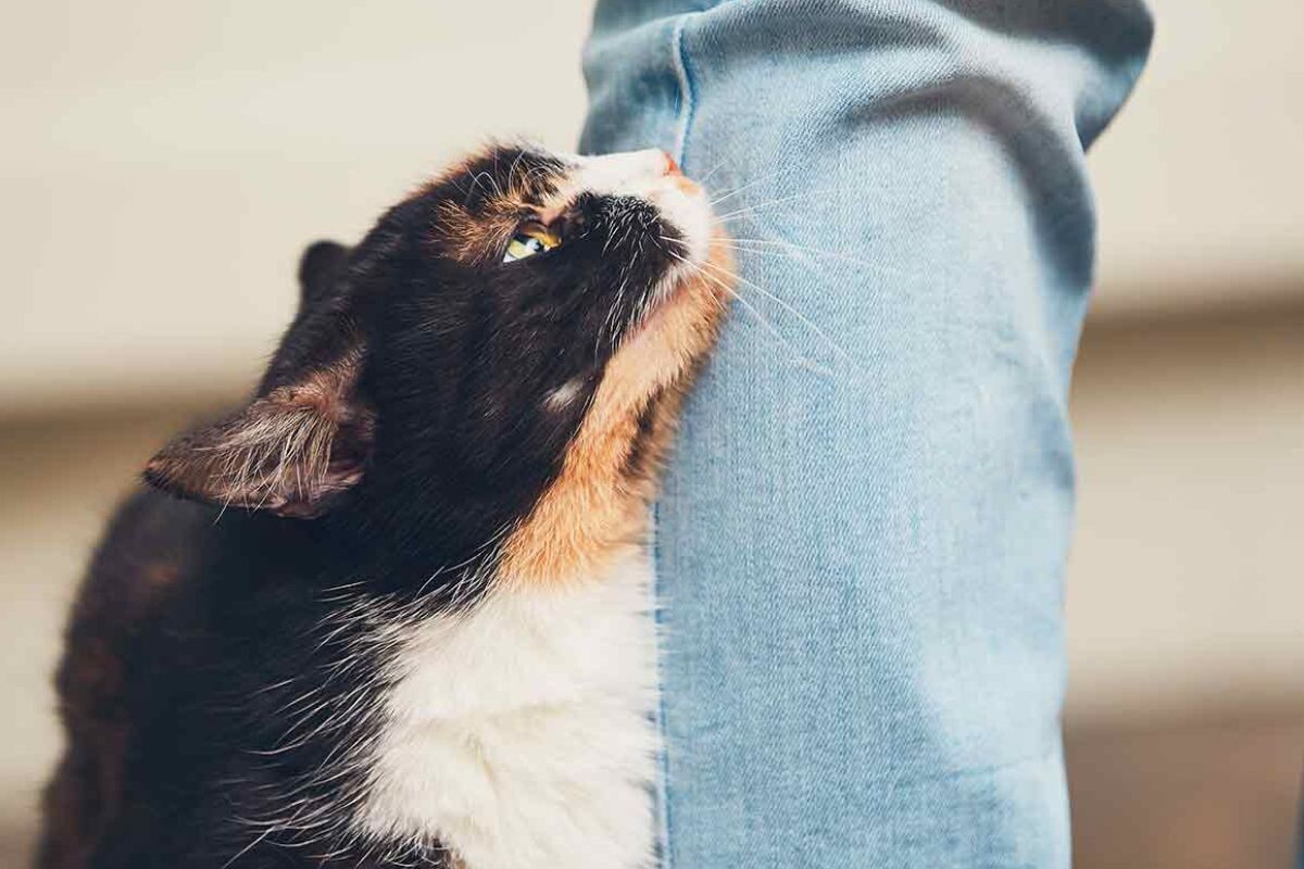 Котик трётся о ноги 