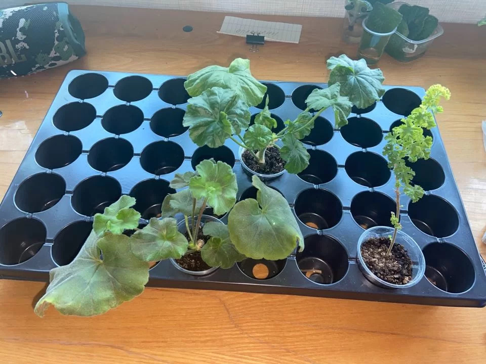 Пеларгонии до своего путешествия были относительно бодры и веселы