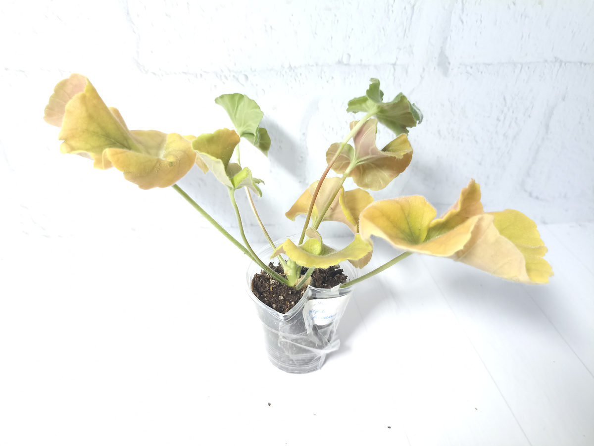 ИВ-Есфирь прекрасная: может стать очень красивым растением