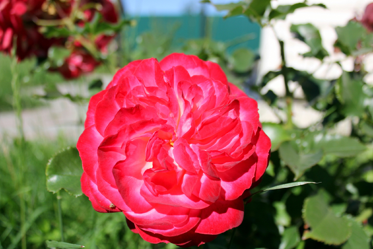 Моя прекрасная Midsummer. Фото из личного сада и архива