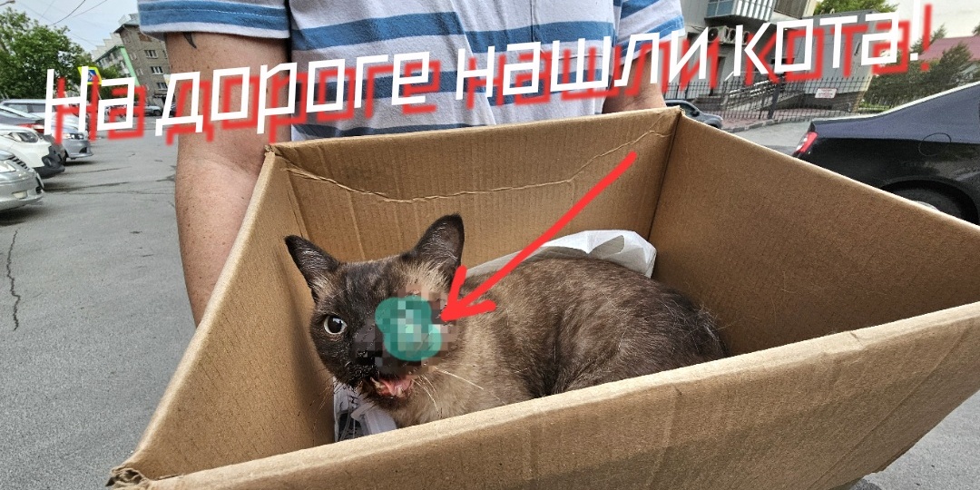 Заглянув под машину увидели мяукающего кота. У него висел глаз.