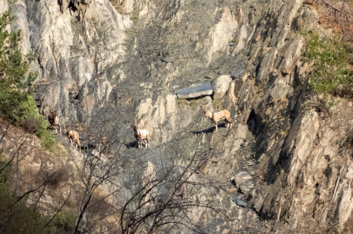 Группа самцов безоаровых коз. Фото предоставлено ПИБР ДФИЦ РАН