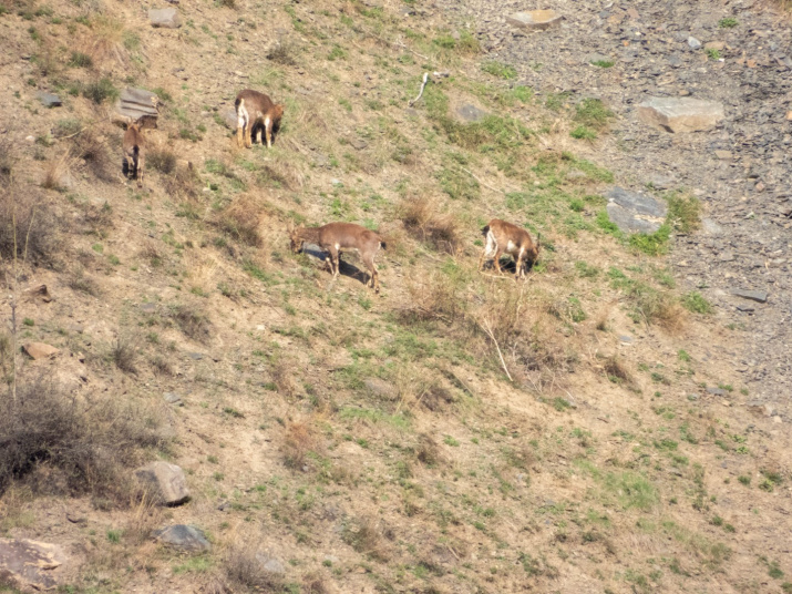 Самочья группа безоаровых коз. Фото предоставлено ПИБР ДФИЦ РАН