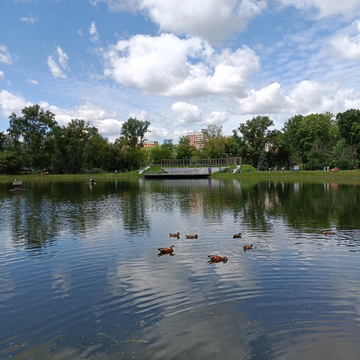 Торфянка и уточки