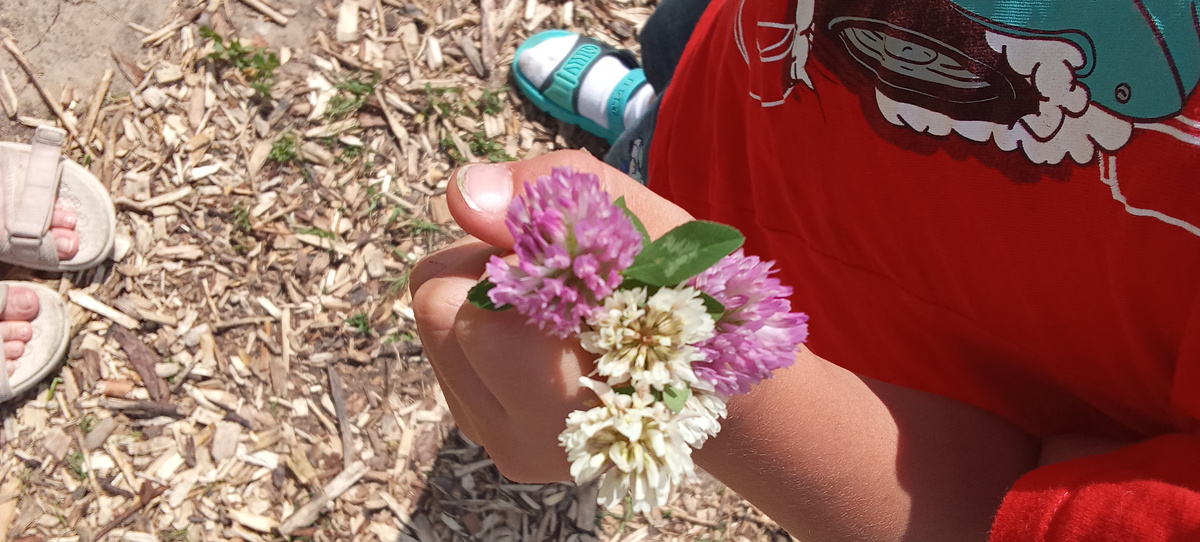 Клеверы у брата.