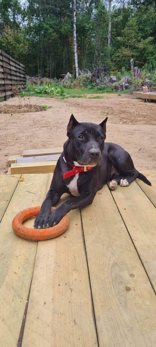 Злой собака который всех убивает и вообще страшный зверюга (сарказм) "Боня"