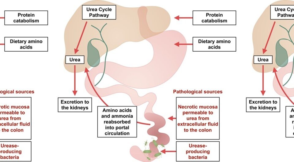   Adrienne Elizabeth Borrie et al. / BMJ Case Reports, 2024