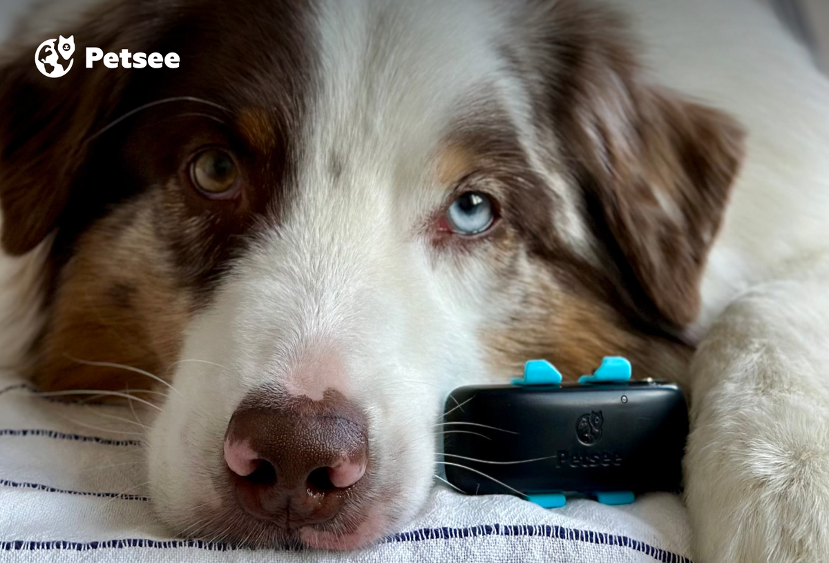 GPS-трекер — сложное устройство. Но мы поможем во всем разобраться!