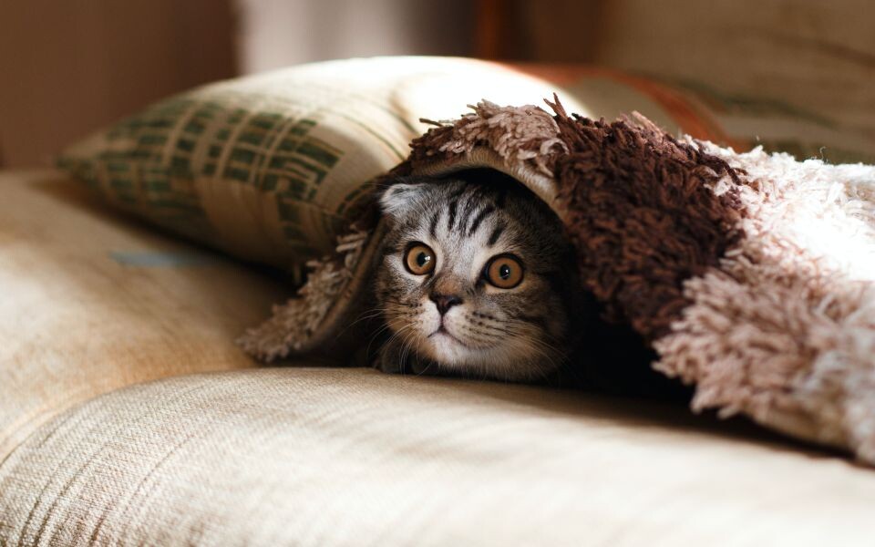    Кошка. Кот. Домашнее животное. Источник: Unsplash.com