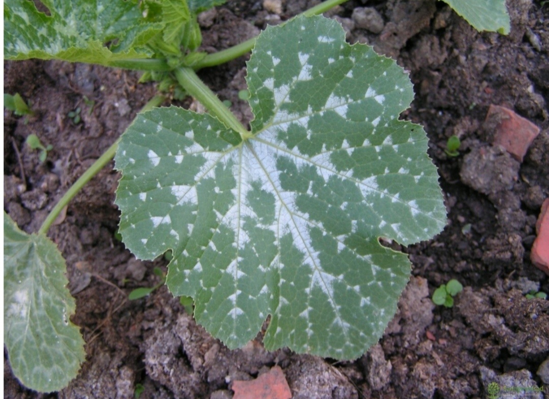 What’s that White Stuff on My Zucchini? Zucchini plants, Garden help, Garden pes