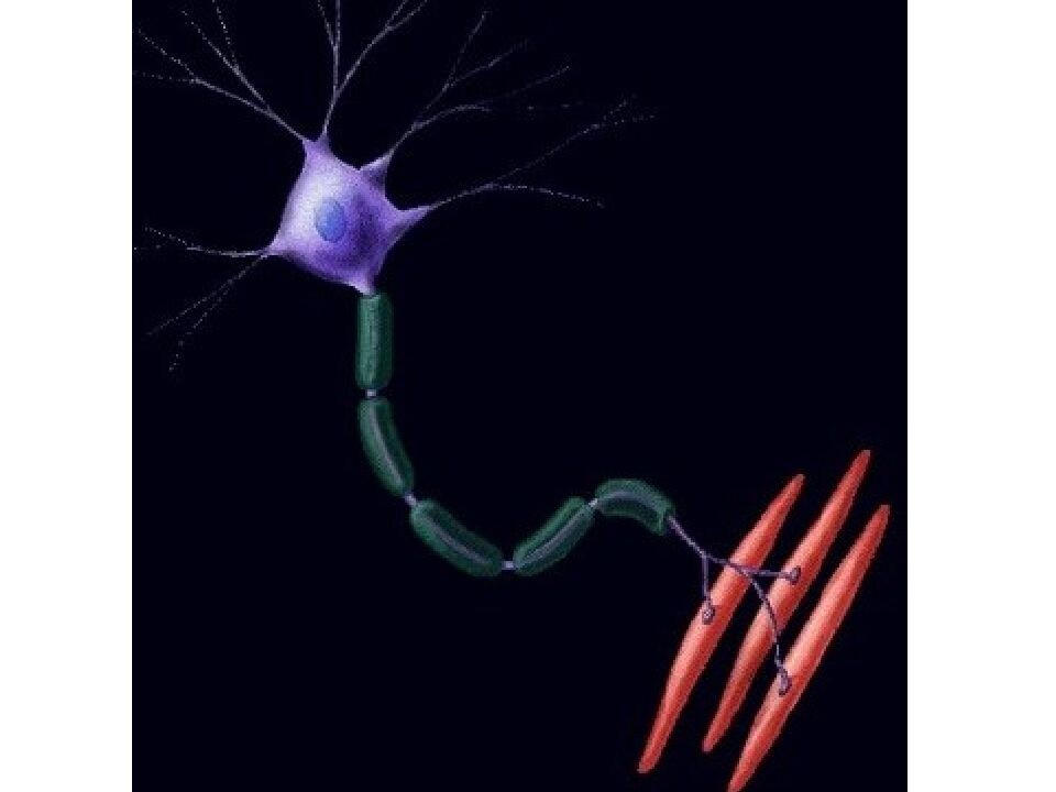 Мотонейрон ЦНС - двигательный нейрон - заставляет мышцу сокращаться. https://s0.showslide.ru/s_slide/962b5a14b3fc933e643e1b831b16da46/a70f86c0-a5ec-4330-9ad3-8d591c842ca5.jpeg  imghub.ru