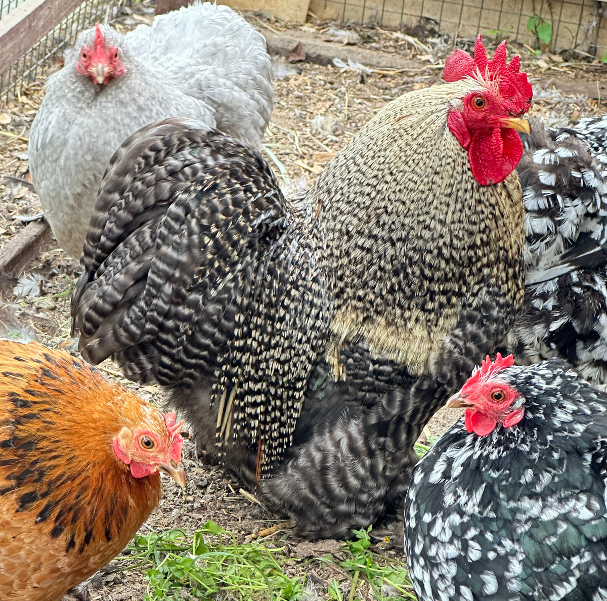 Петушок - загляденье (мама - на заднем плане).