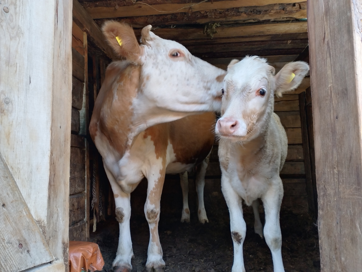 Майка и Бежка