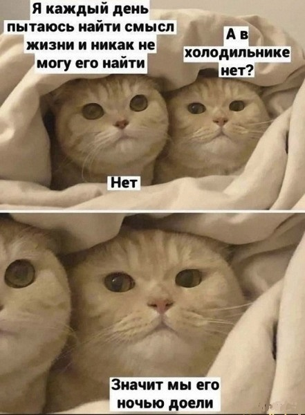 Коты ищут смысль