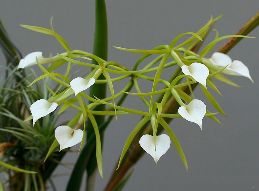 Брассавола (Brassavola) 
