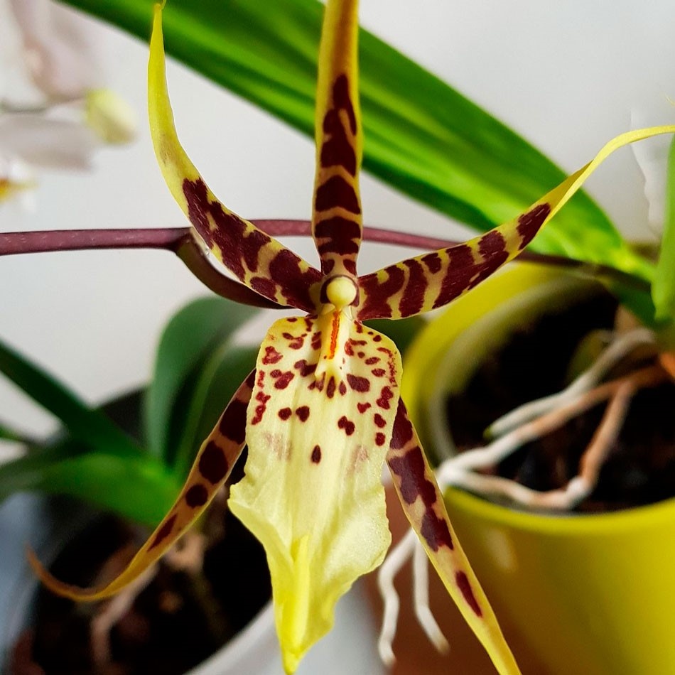Брассия (Brassia)