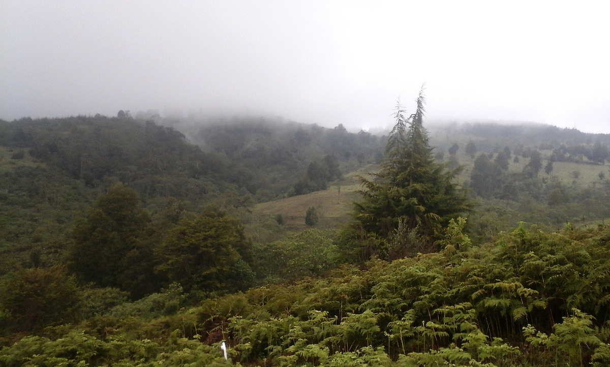 Лес Кереита, Кения