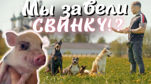 Купили мини пига и поселили среди кучи собак! Как мы его воспитываем?