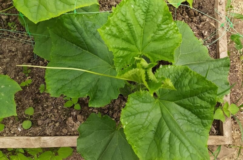 Опрыскиваю огурцы от паутинного клеща. Что помогает и какие средства безопасны