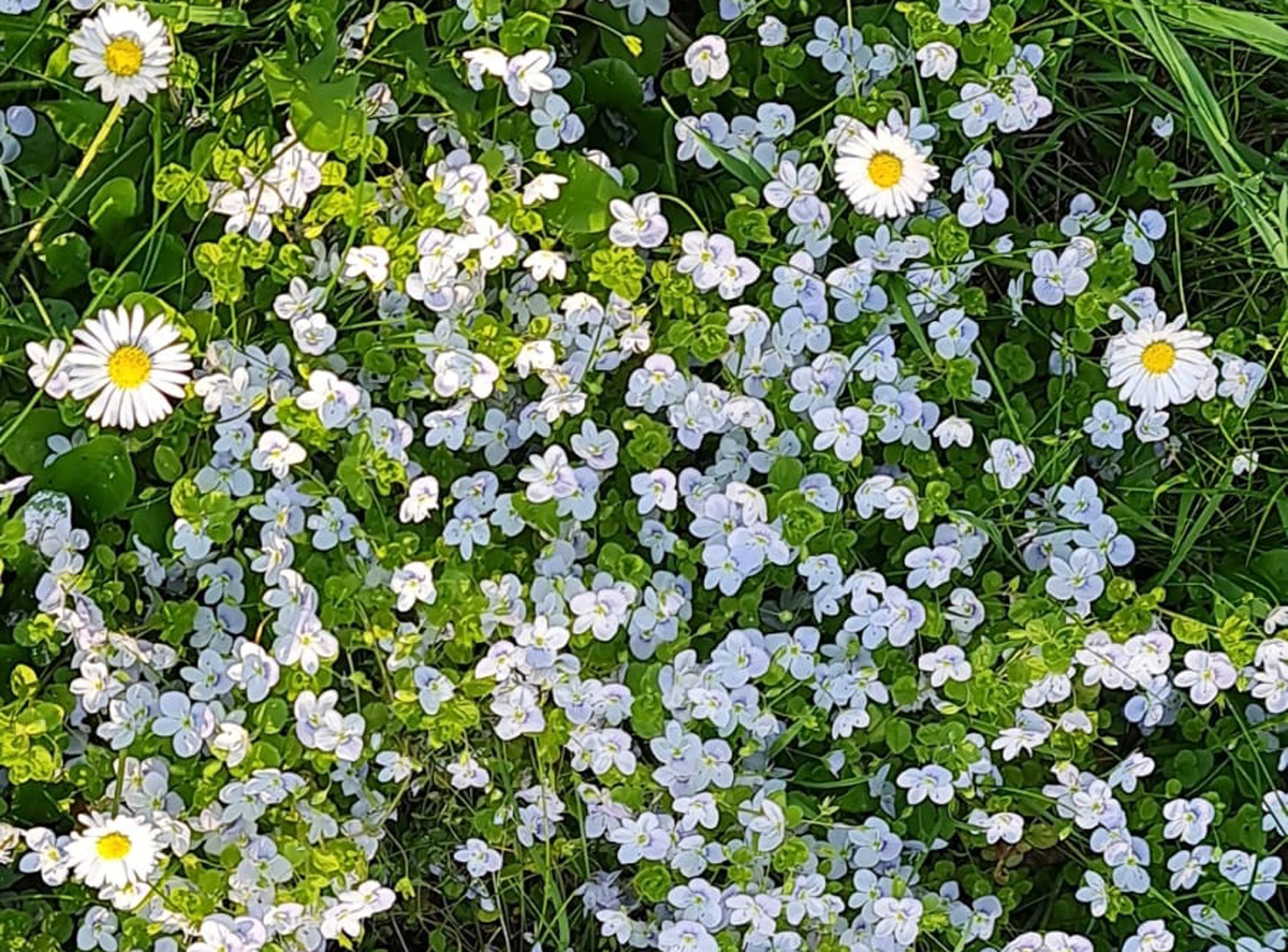 Вероника нитевидная