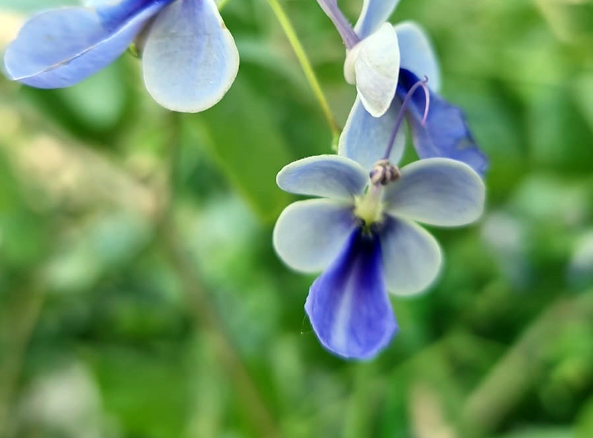 Клеродендрум угандский