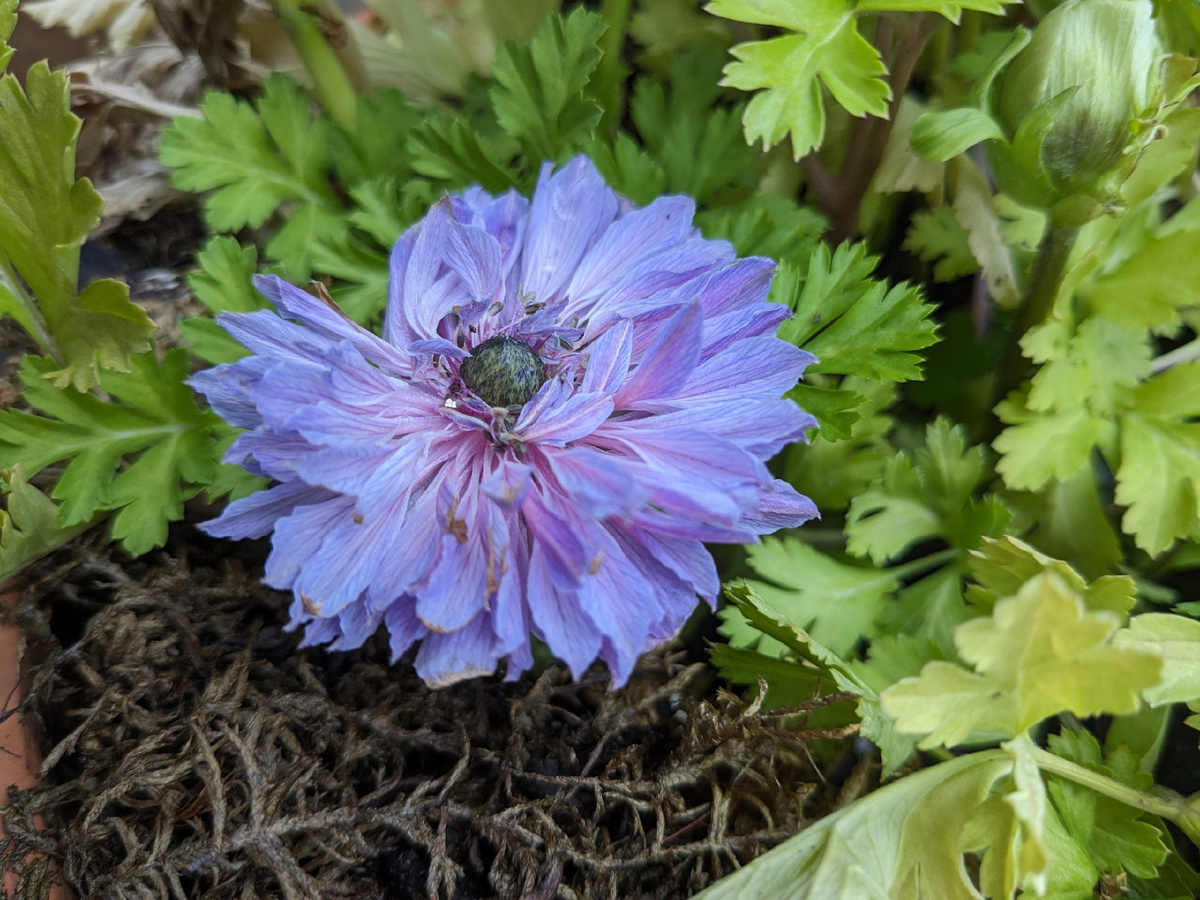 Второй цветок анемоны: только что раскрылся, а уже подгорает на жаре