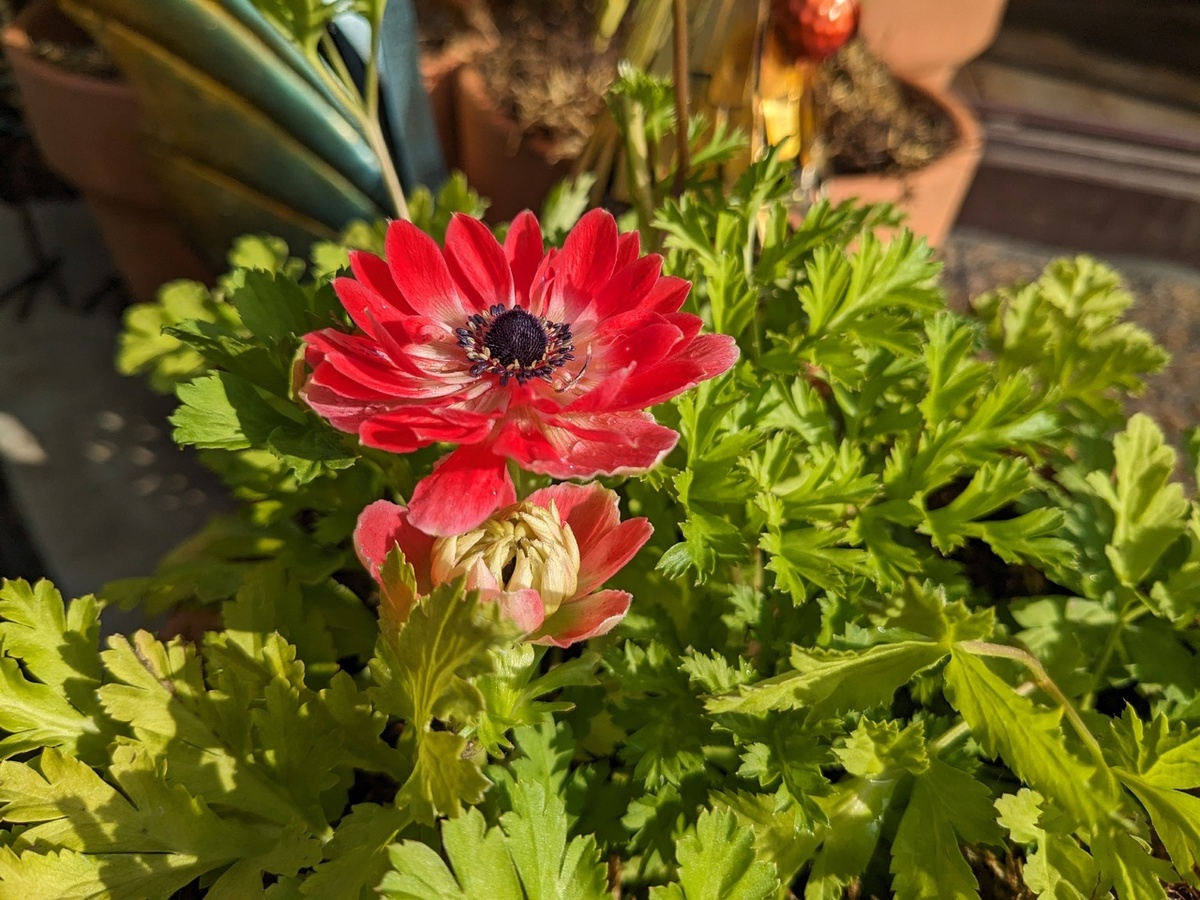 Попытка цветения в горшке