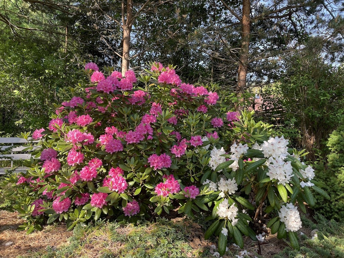 2024 Rhododendron Haaga и Rhododendron P.M.A. Tigerstedt справа