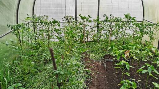 Мульчирую томаты свежей травой. Собираю урожай и подкармливаю все в огороде.