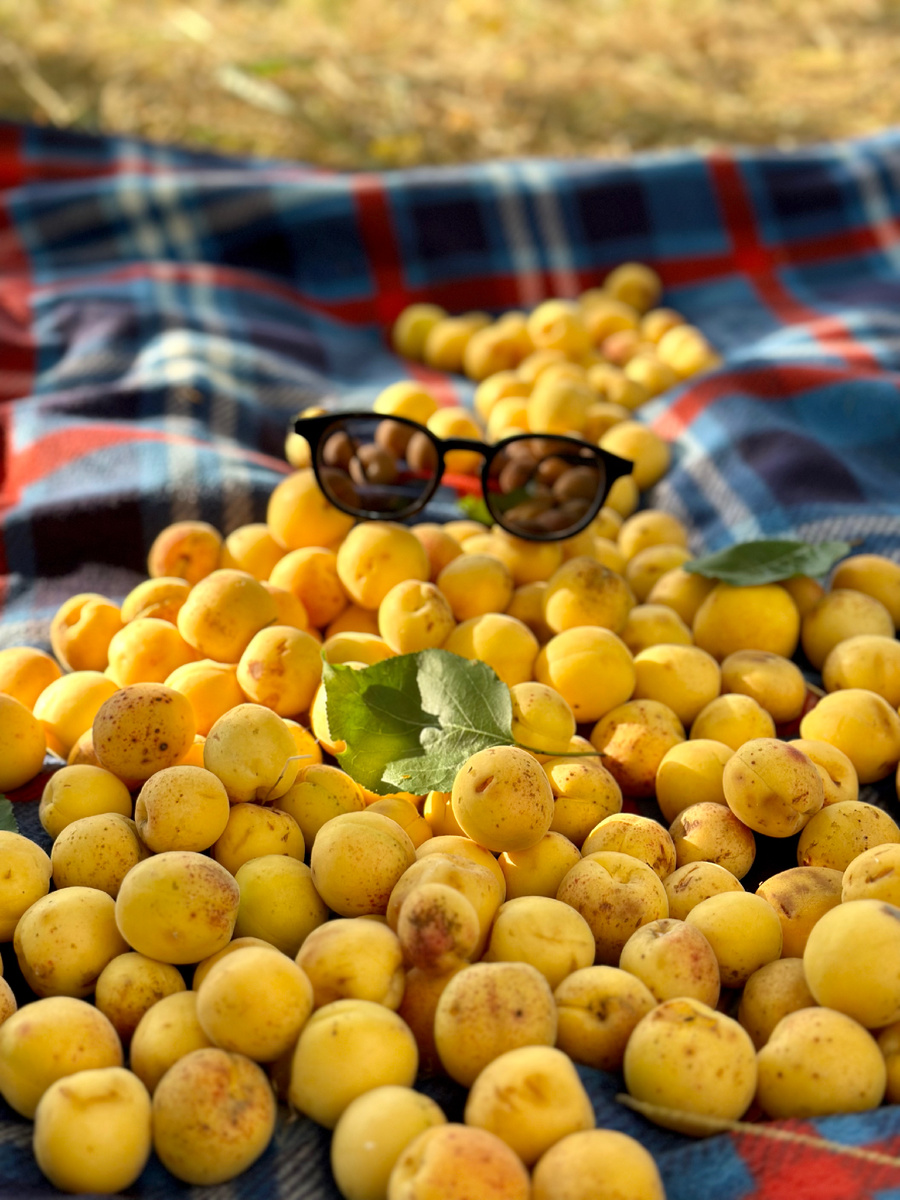 Краснодарские абрикосы в июне