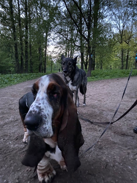 "Куда идём мы с Пятачком - большой-большой секрет... "😁