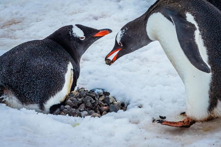 Пебблинг придумали пингвины:) 