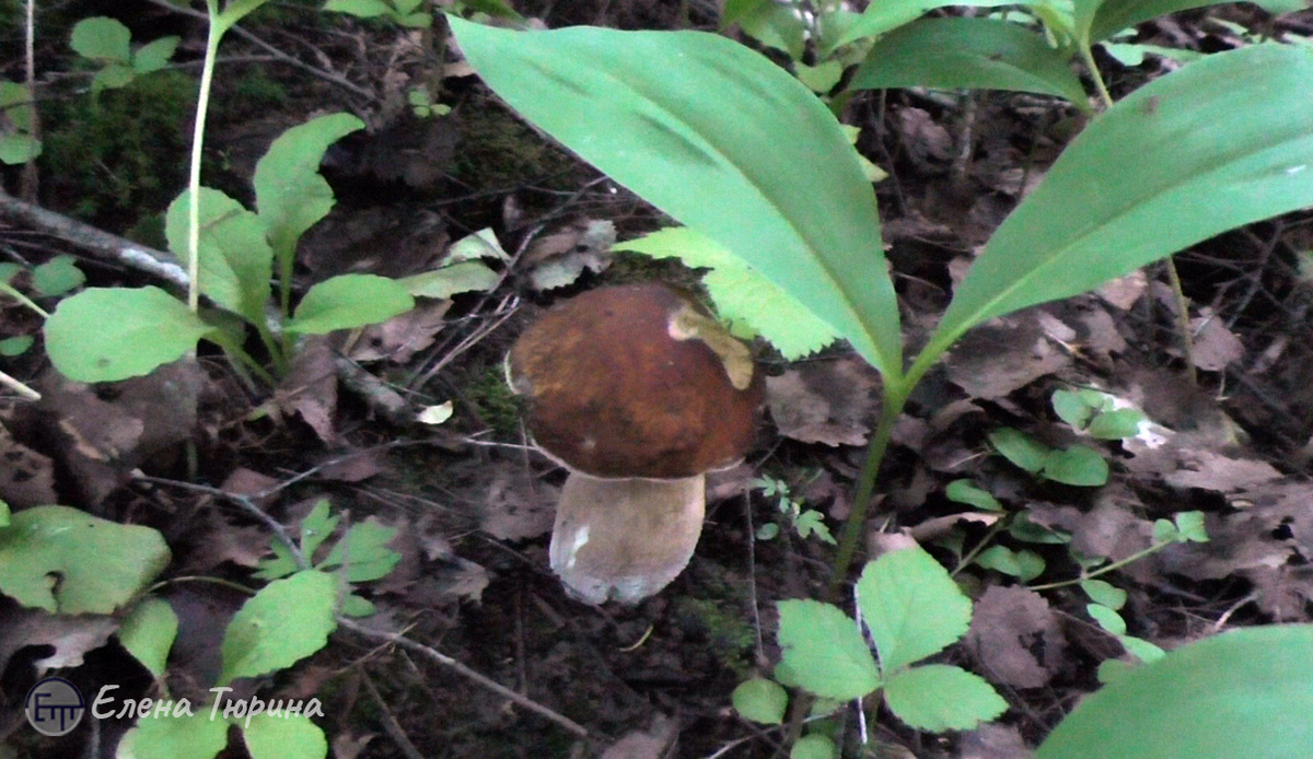 Фото: :Елены Тюриной. Белый гриб. Июнь 2024.