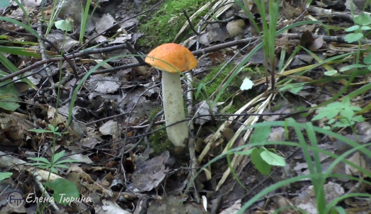 Фото: :Елены Тюриной. Подосиновик Июнь 2024.