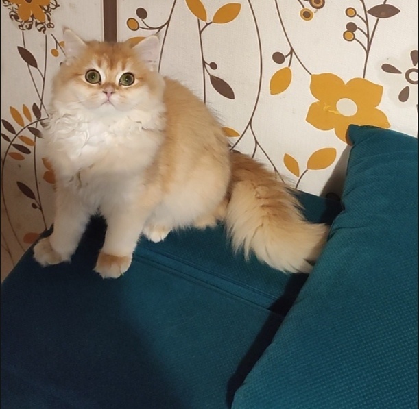 Игривый пушистик