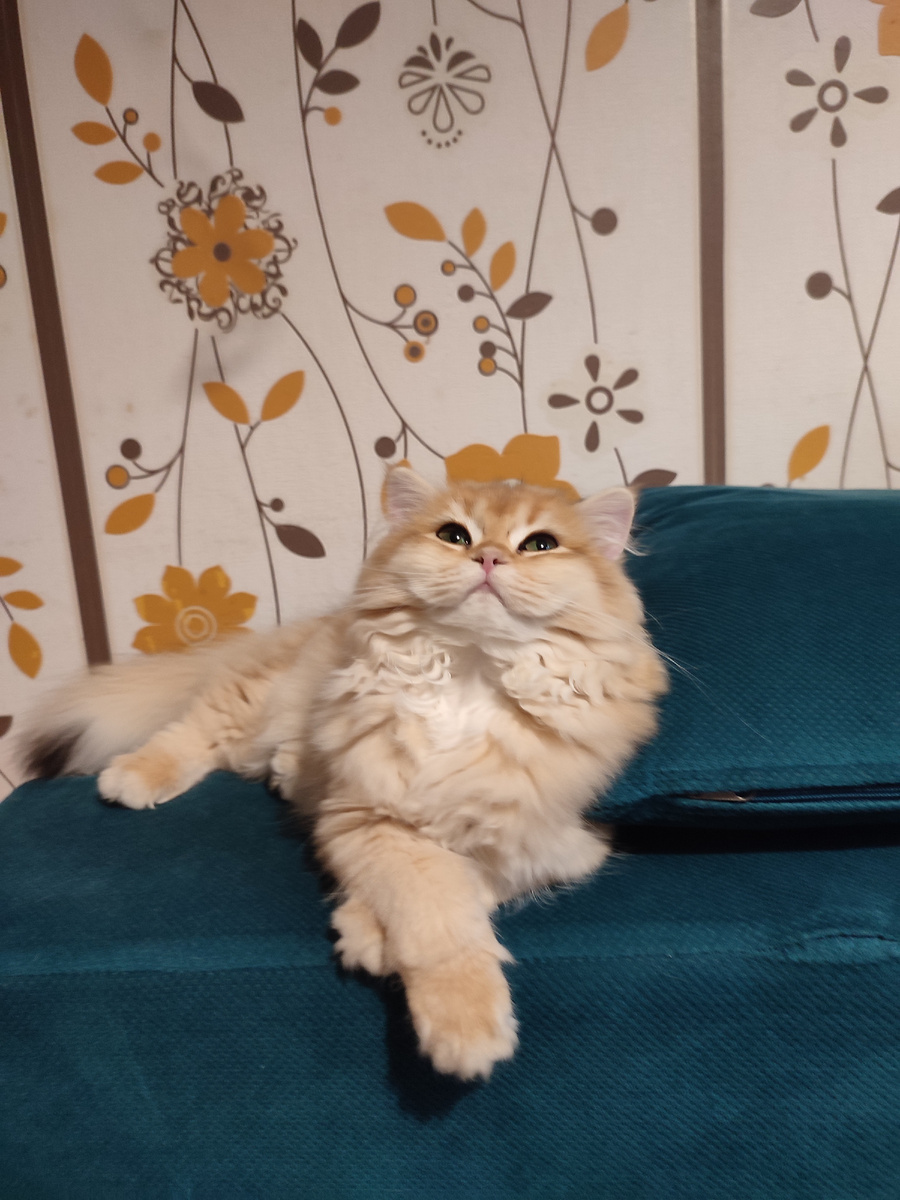 Пандора отдыхает