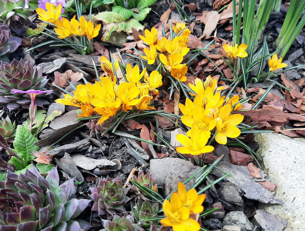 Крокус Оранж Монарх (Orange Monarch)