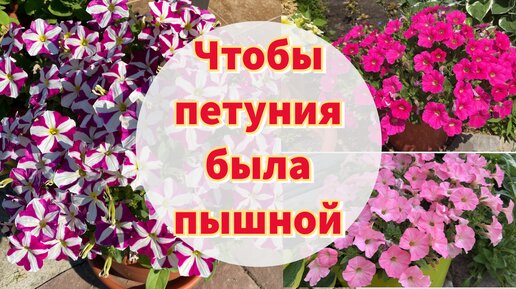 Простой уход за петунией, чтобы пышно цвела всё лето