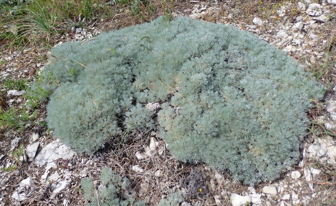 Семена Artemisia tridentata УНИКАЛЬНЫЙ КУСТАРНИК eBay