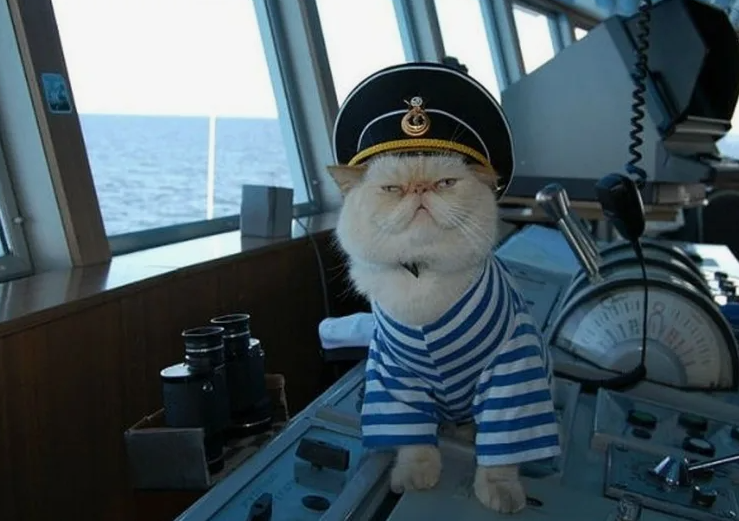 Должность - мышелов! (Источник: Яндекс.Картинки)