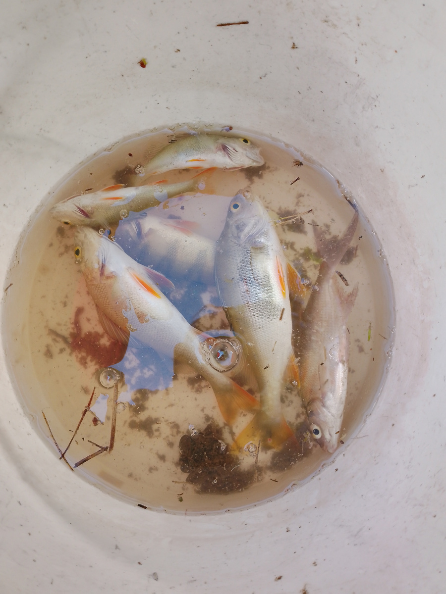 Крупные окуни с первого места, остальные со второго. 