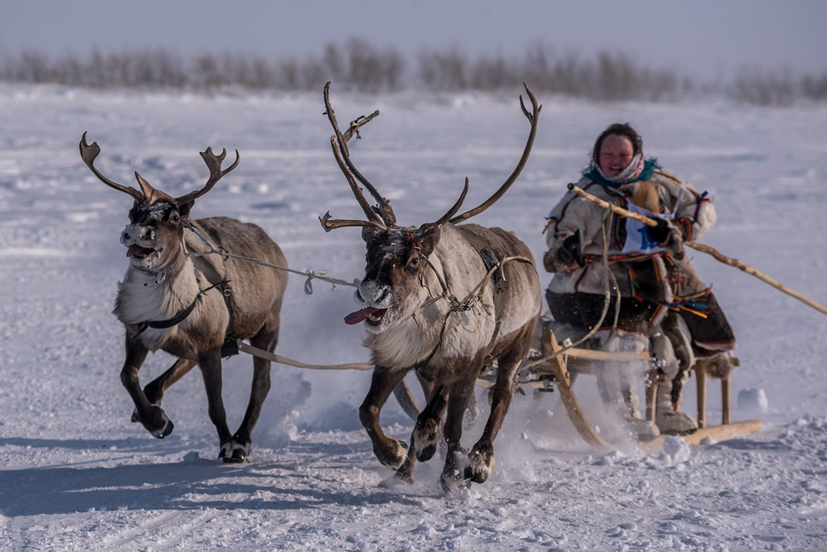 Фото 2. Езда на оленьей упряжке. 