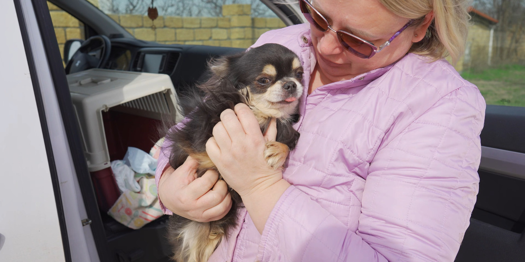 Мы купили немолодого чихуахуа! Зачем мы этой сделали? Какой же возраст у этой собаки?