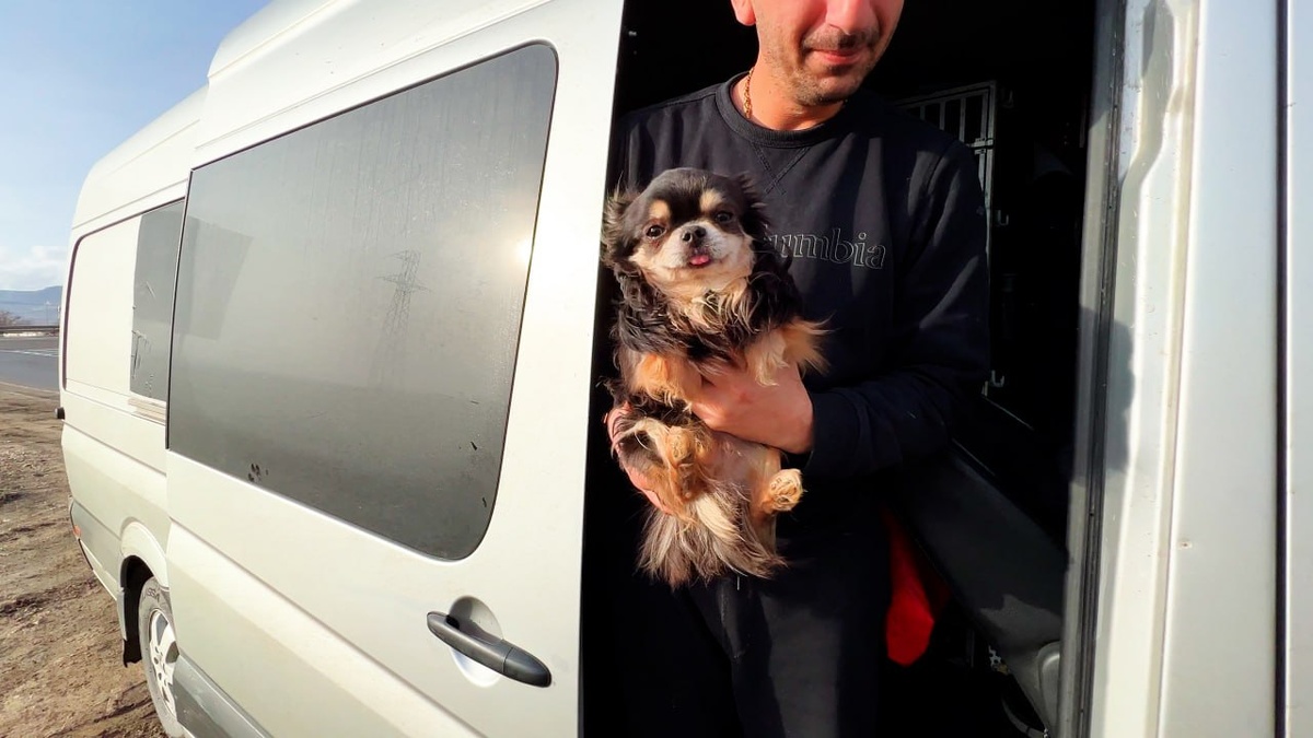 Чихуахуа в руках у курьера