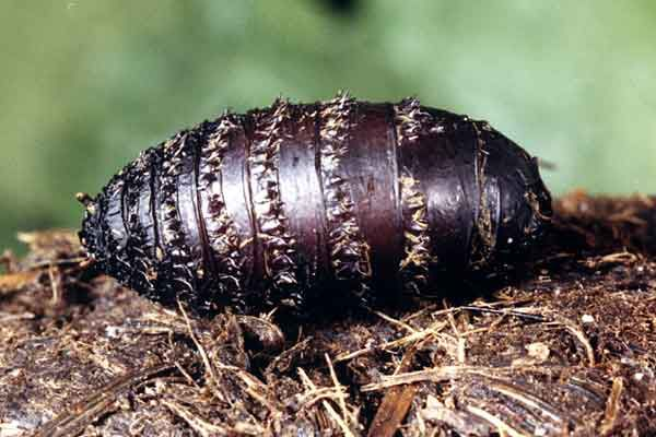 Это не залежавшаяся картошка, а личинка овода. 