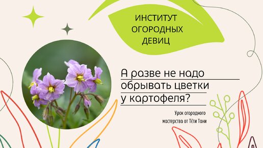 КАРТОФЕЛЬ. Цветение обязательно!