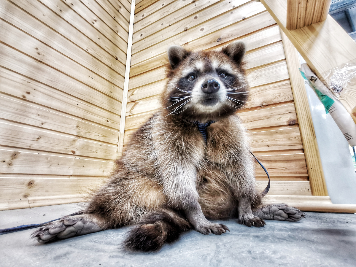 Приходится показывать еноту, кисточку на заднем плане, чтобы он сконцентрировался